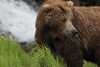 Brunbjörn i Alaska foto Julie Dodds