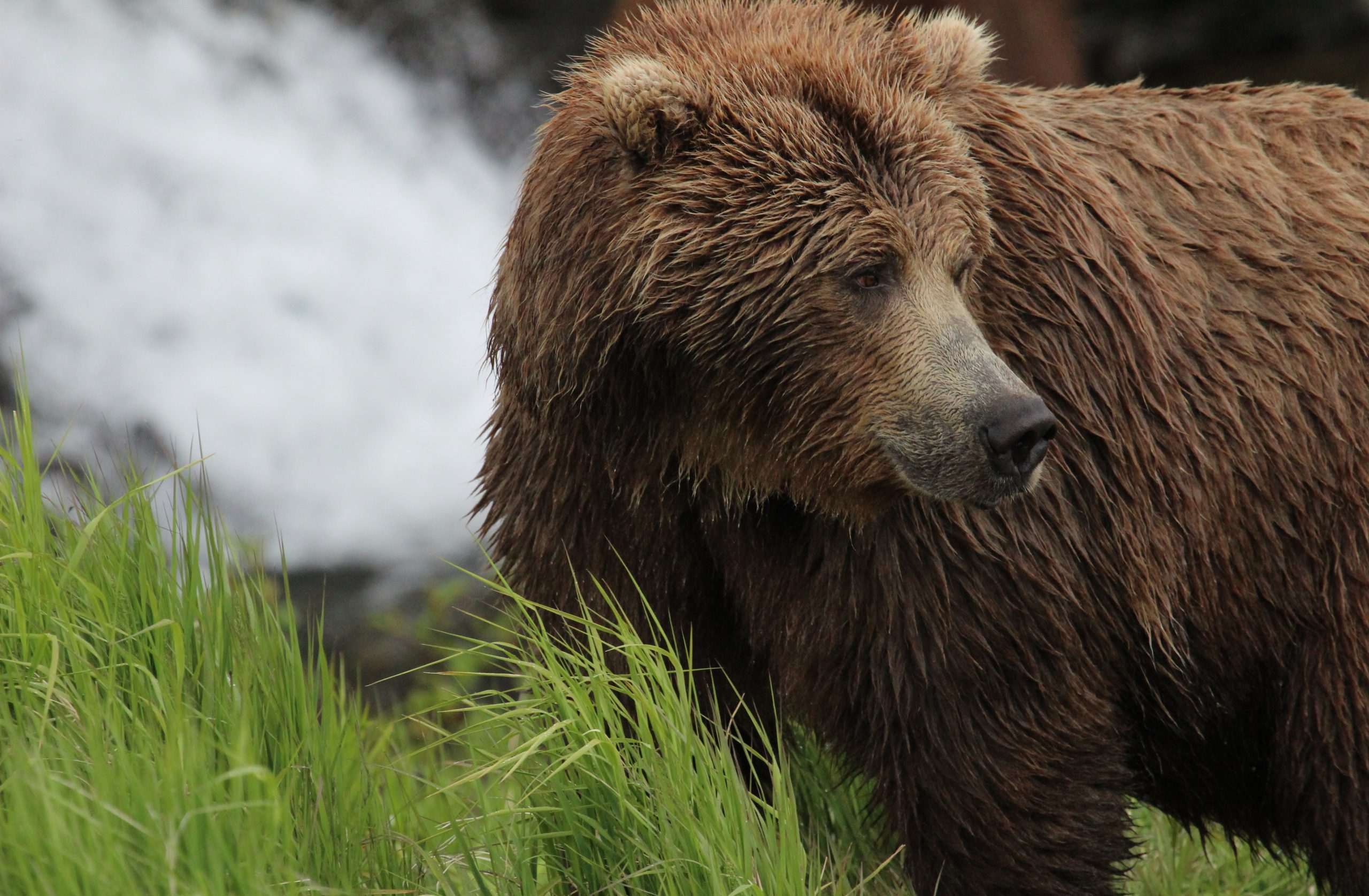 Brunbjörn i Alaska foto Julie Dodds