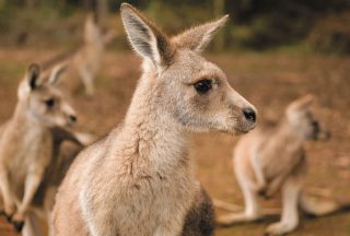 Kängurus i Australien