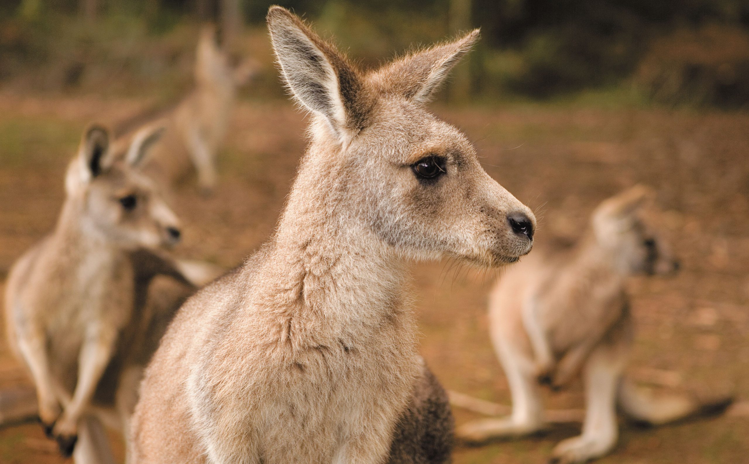 Kängurus i Australien