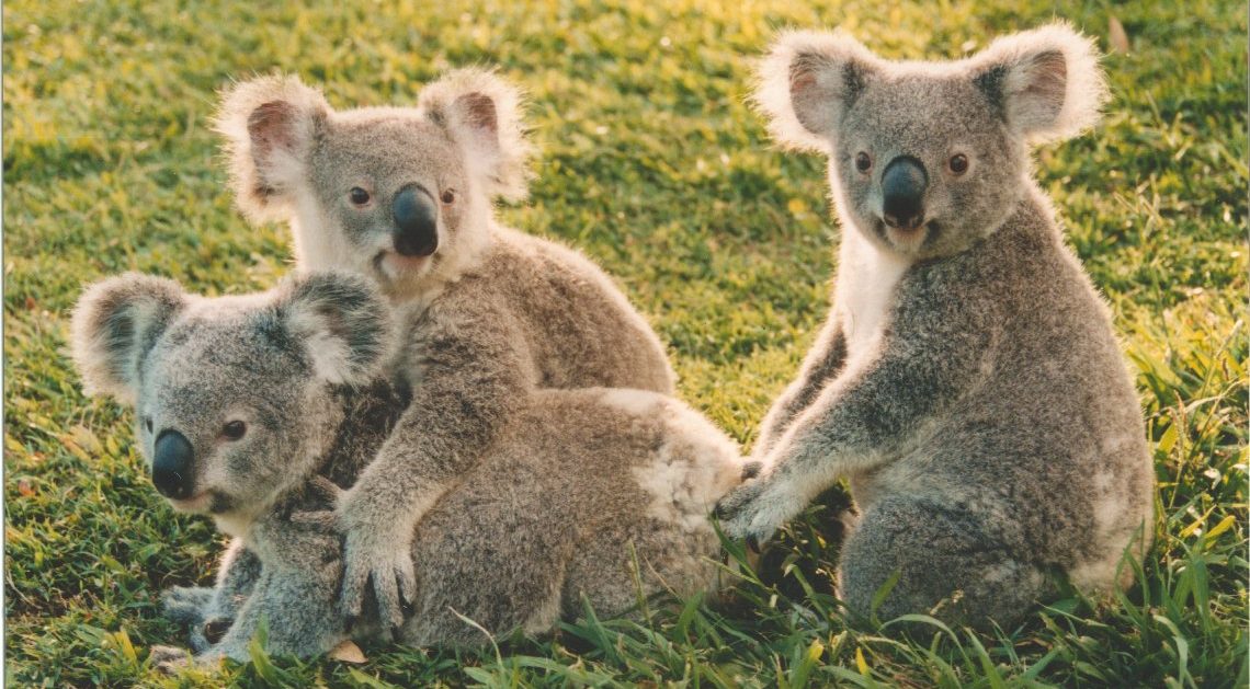 Lone pine koalas