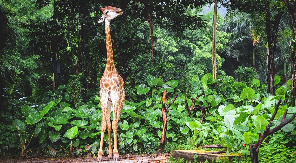 Giraff i Amazonas djungel