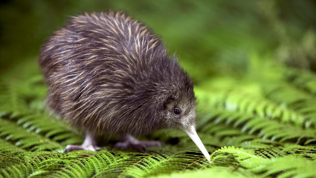 Kiwifågel på Nya Zeeland