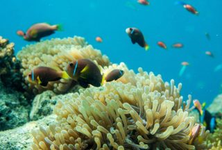 Koraller och fiskar i havet utanför Maldiverna