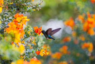 Färgglad kolibri i Costa Rica Centralamerika