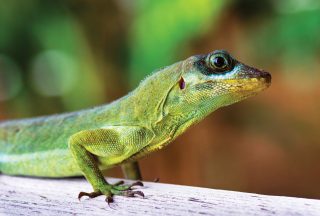 Naturliv runt panama, grön ödla