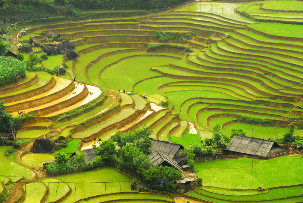 Gröna risfält i Vietnam