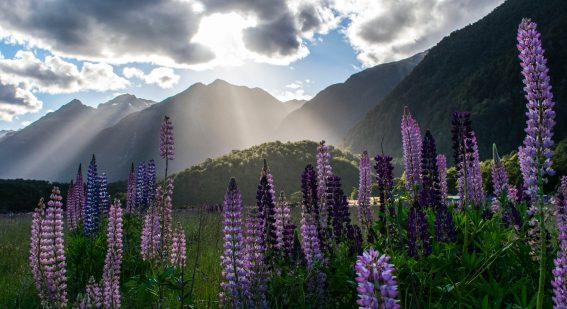 Vackra lila och roa lupiner på Nya Zeeland