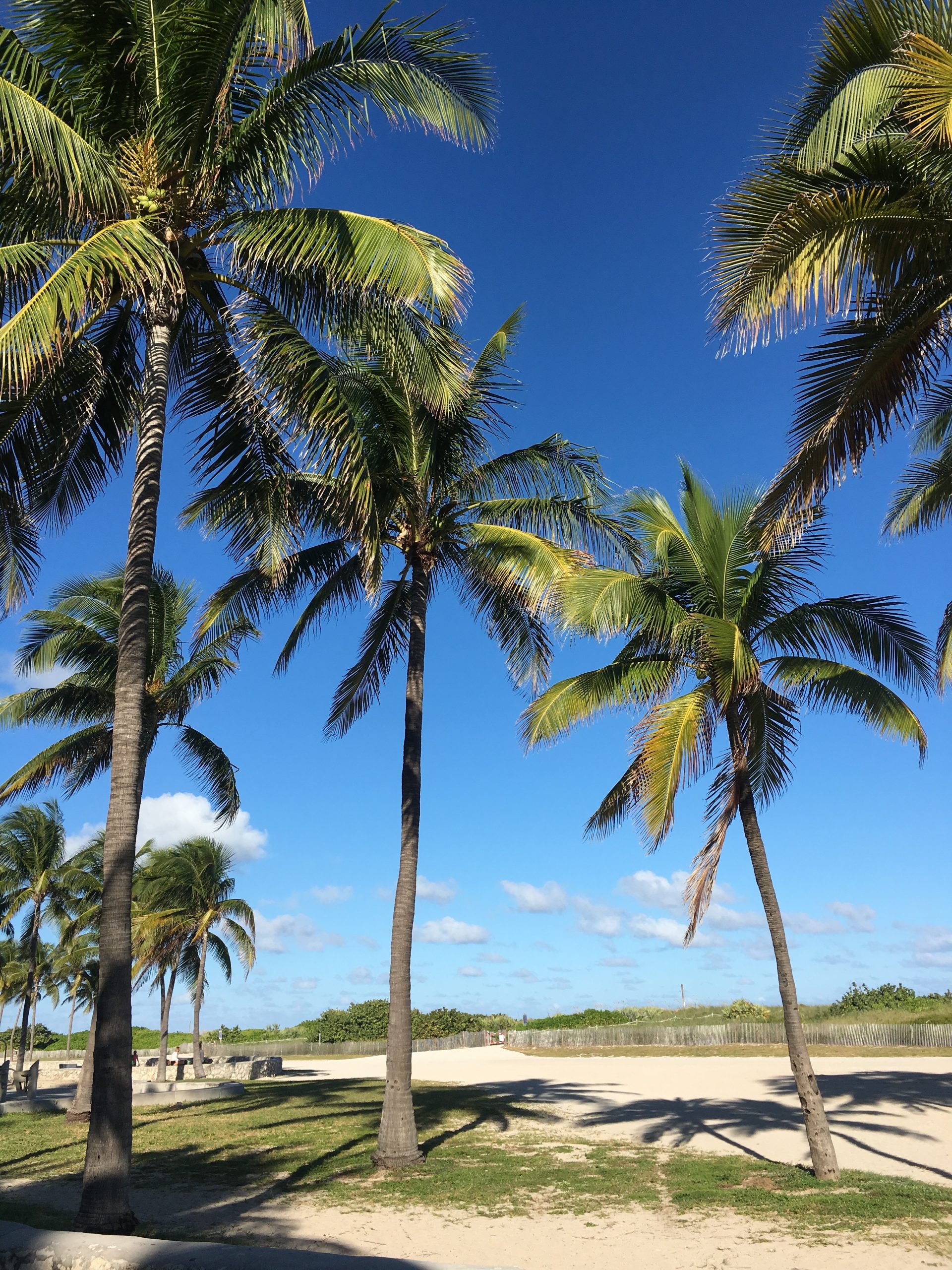 palmer på stranden i miami