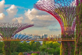 singapore träd