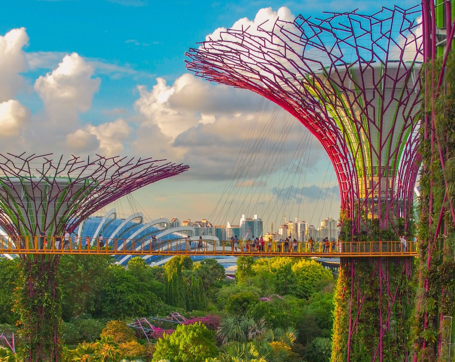 singapore träd