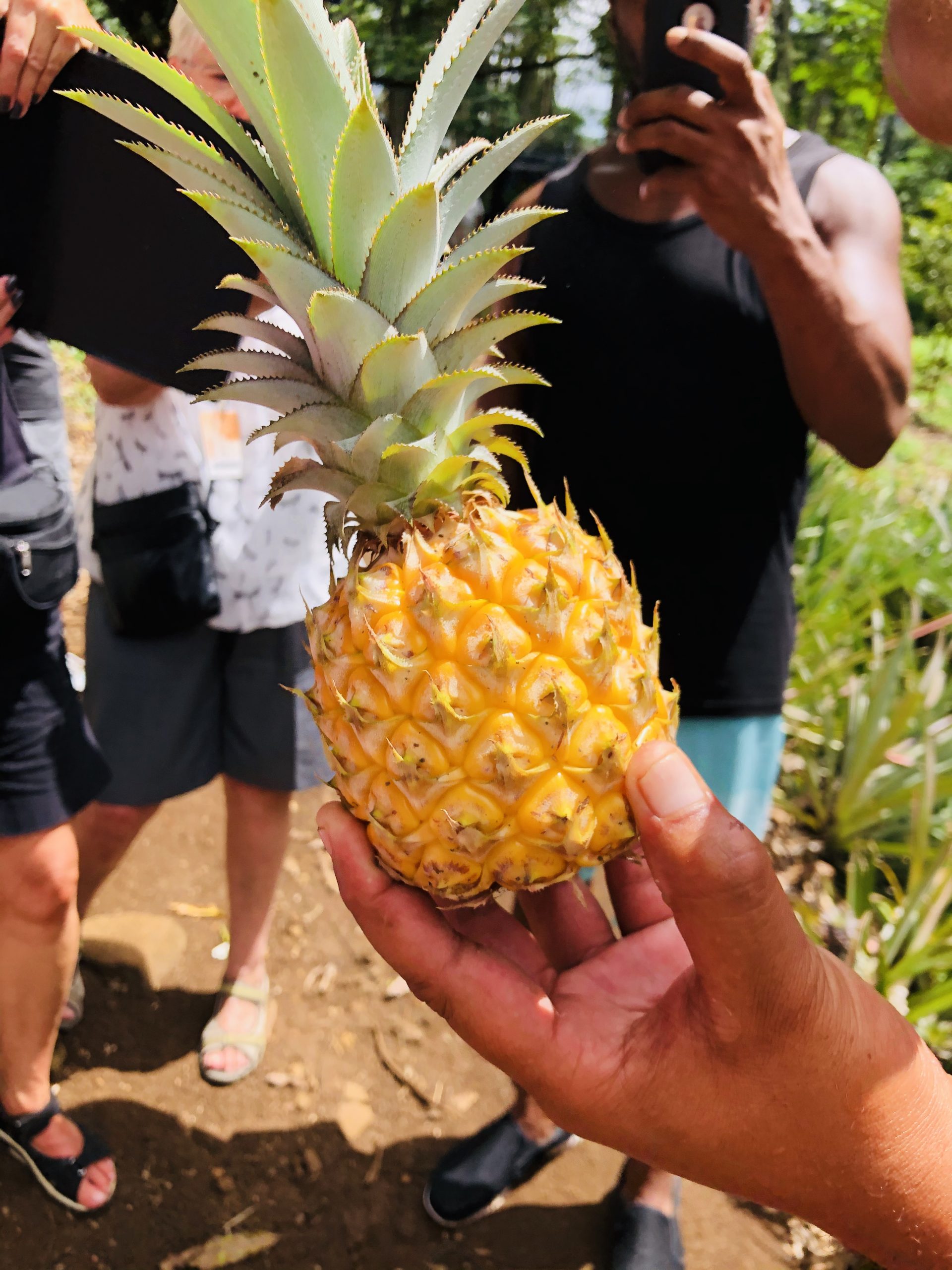 Håller i en liten ananas på Hawaii