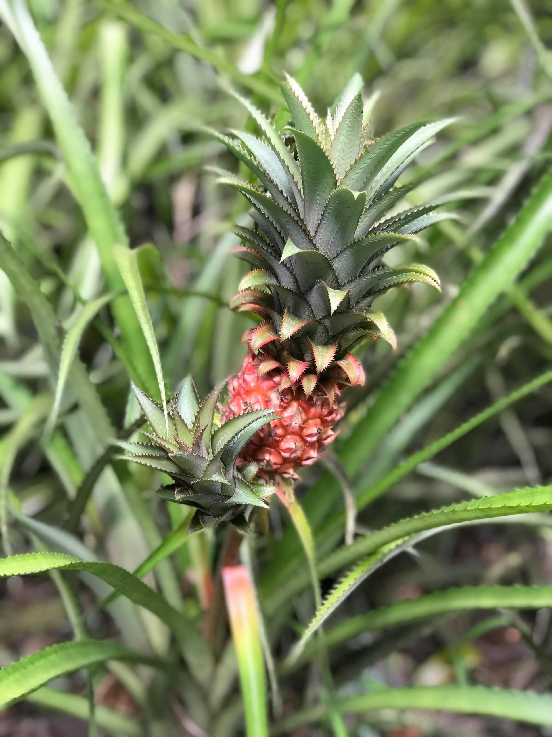 Liten ananas på Hawaii