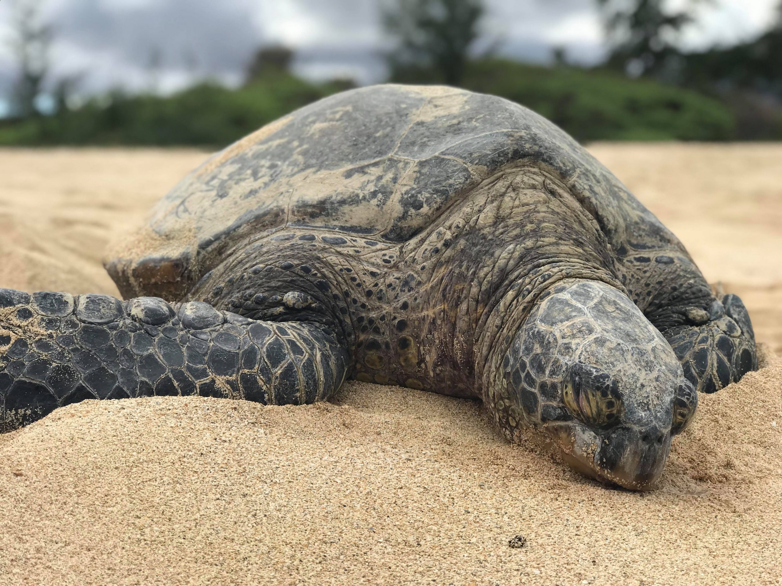 Stor sköldpadda som vilar på stranden i Hawaii