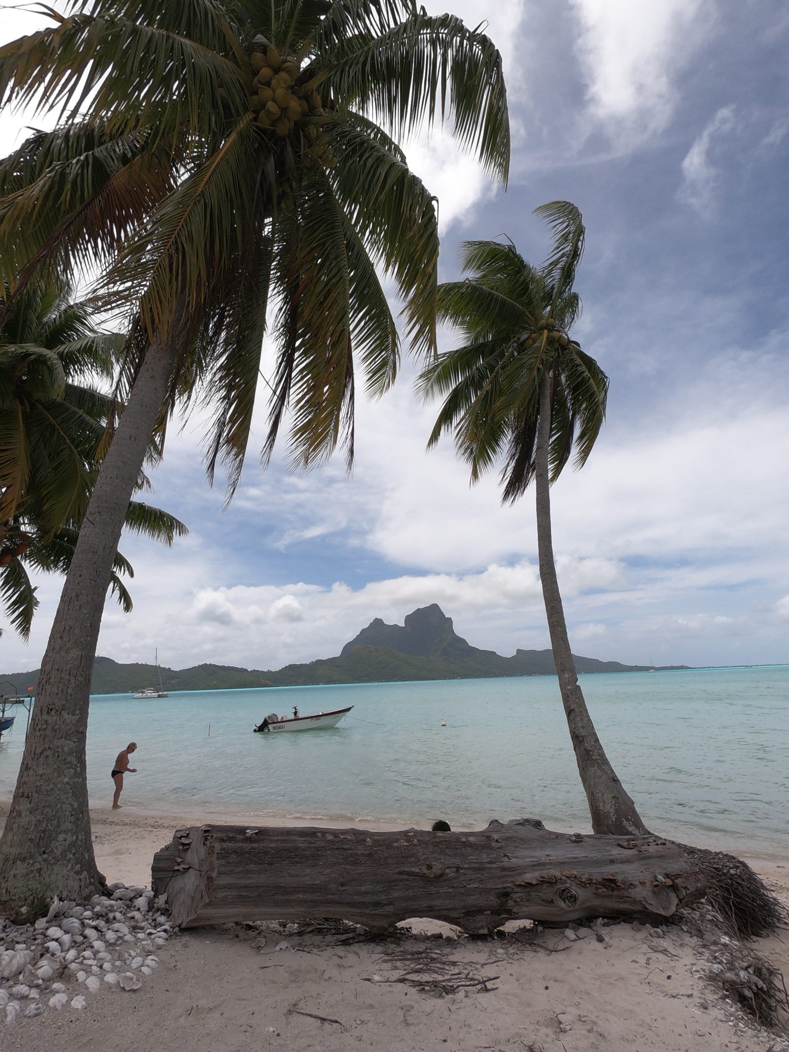 Vajande palmer på sköna Hawaii