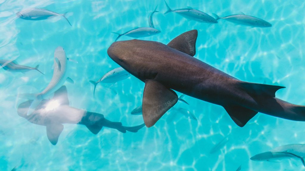 hajar som simmar i Tahitis blåa vatten