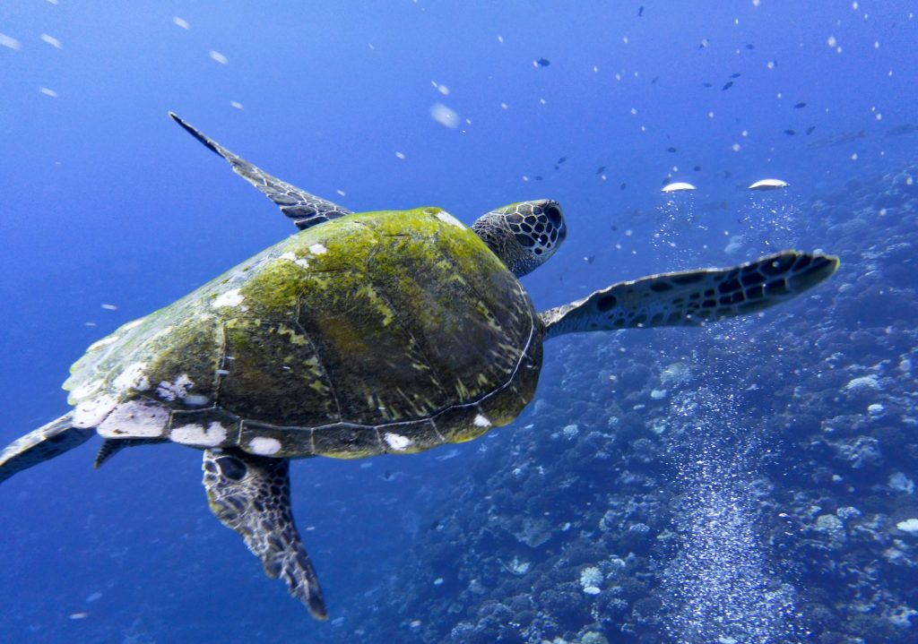 Sköldpadda Raiatea