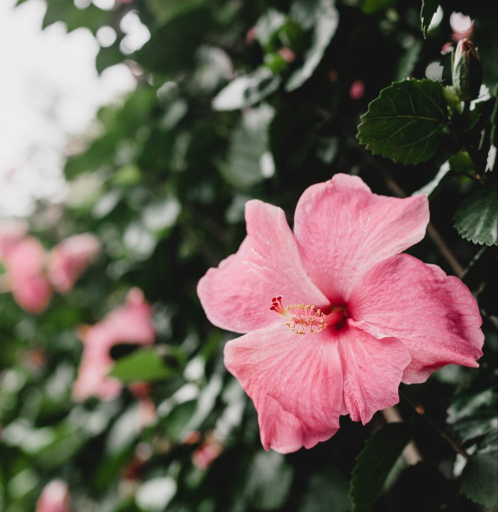 Rosa blomma på Maui ön i Hawaii