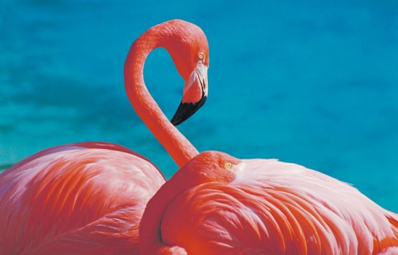 Rosa flamingos på Aruba Karibien