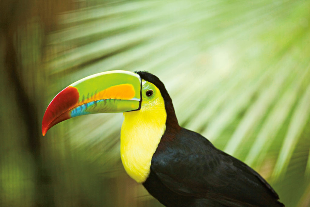 Keel-billed toucan (Ramphastos sulfuratus), side view