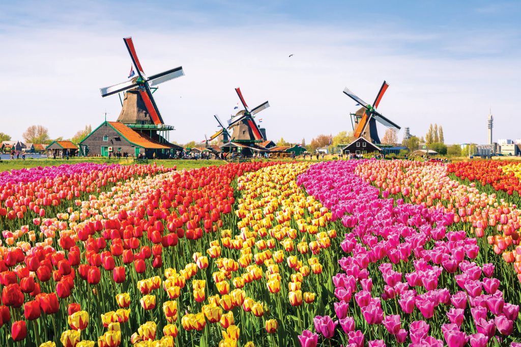 amsterdam keukenhof tulpaner