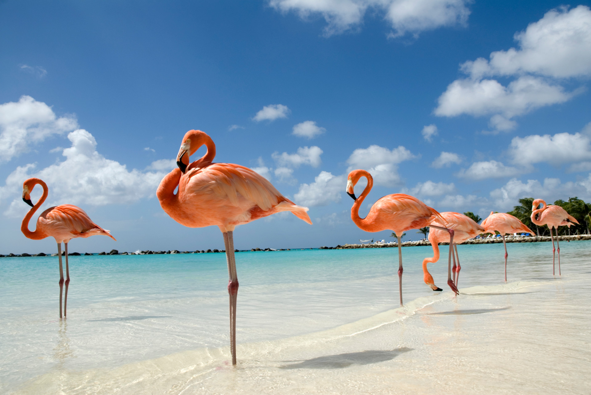 Rosa flamingos på Aruba