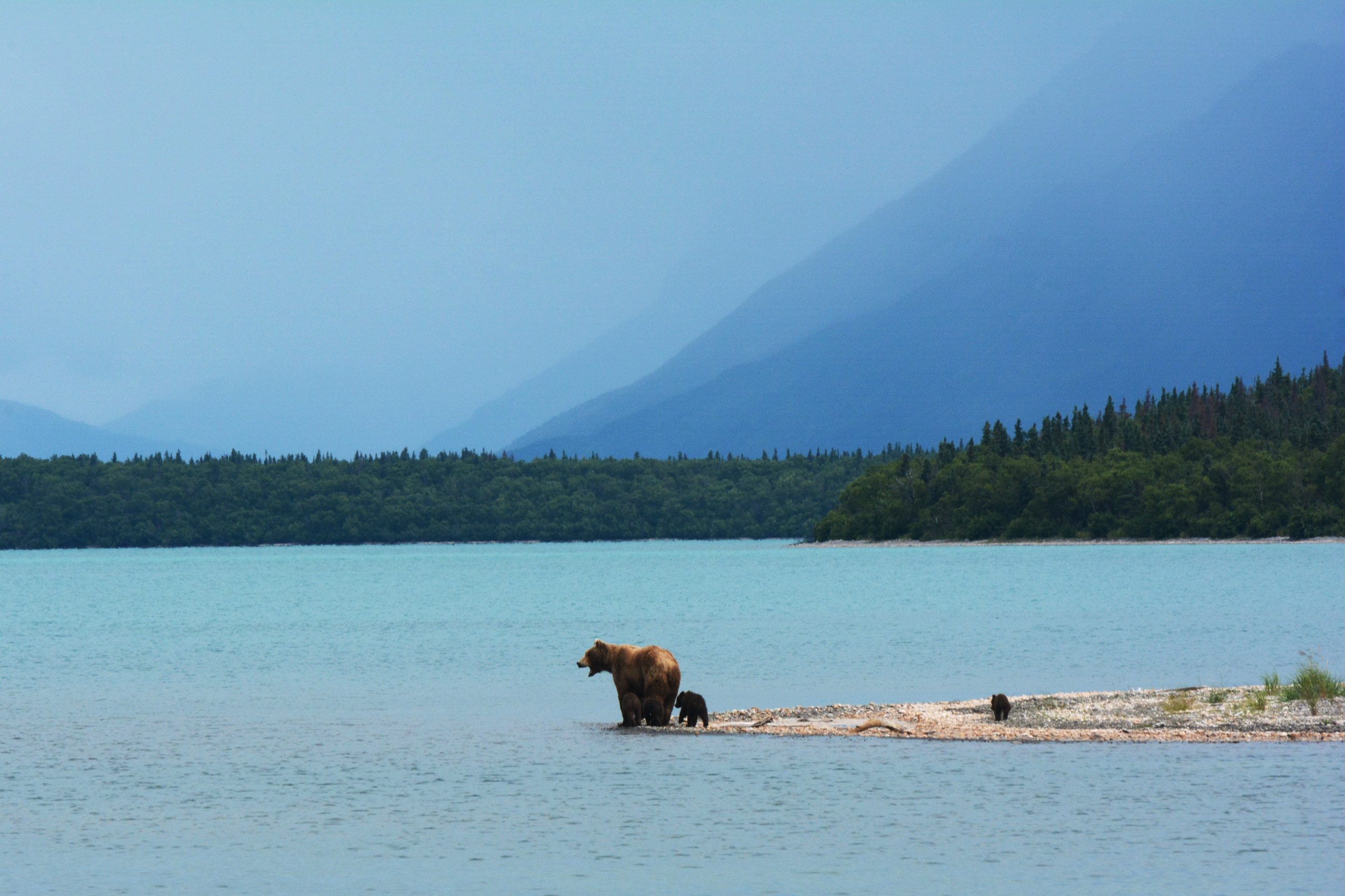 Björnfamilj i Alaska