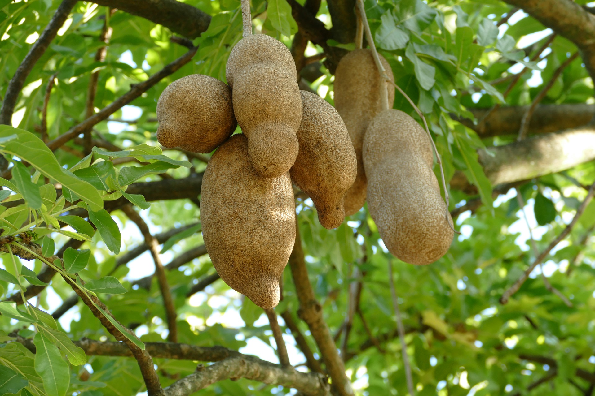 dominica fruit