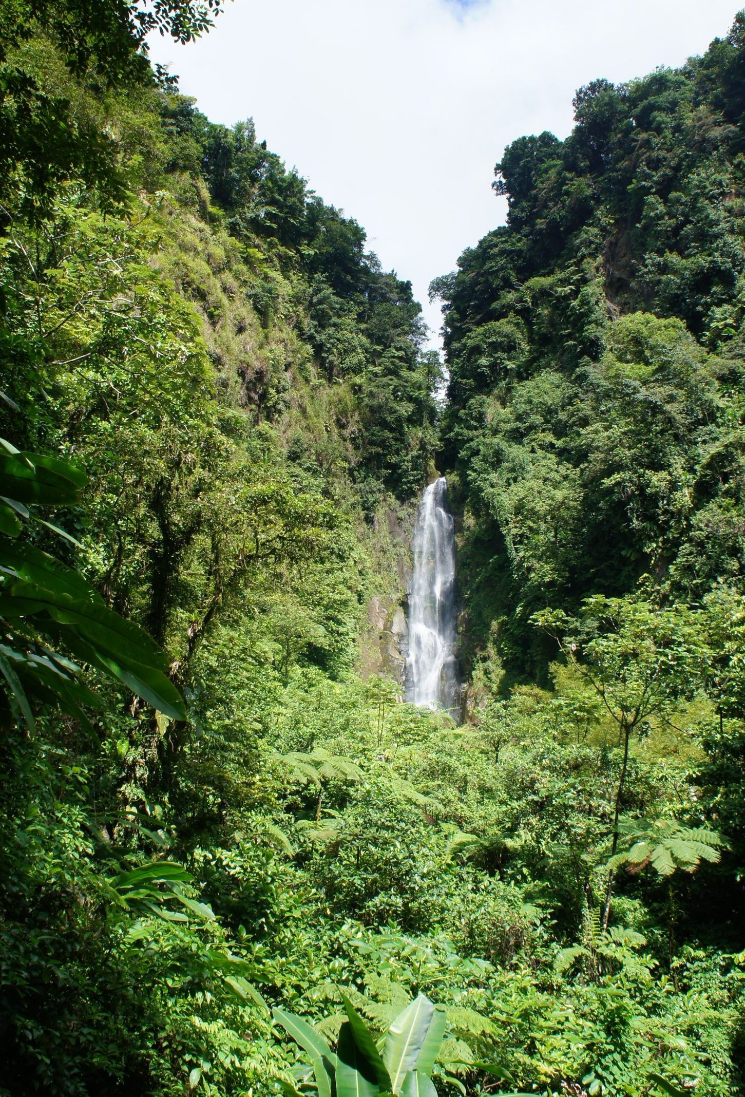 dominica nature