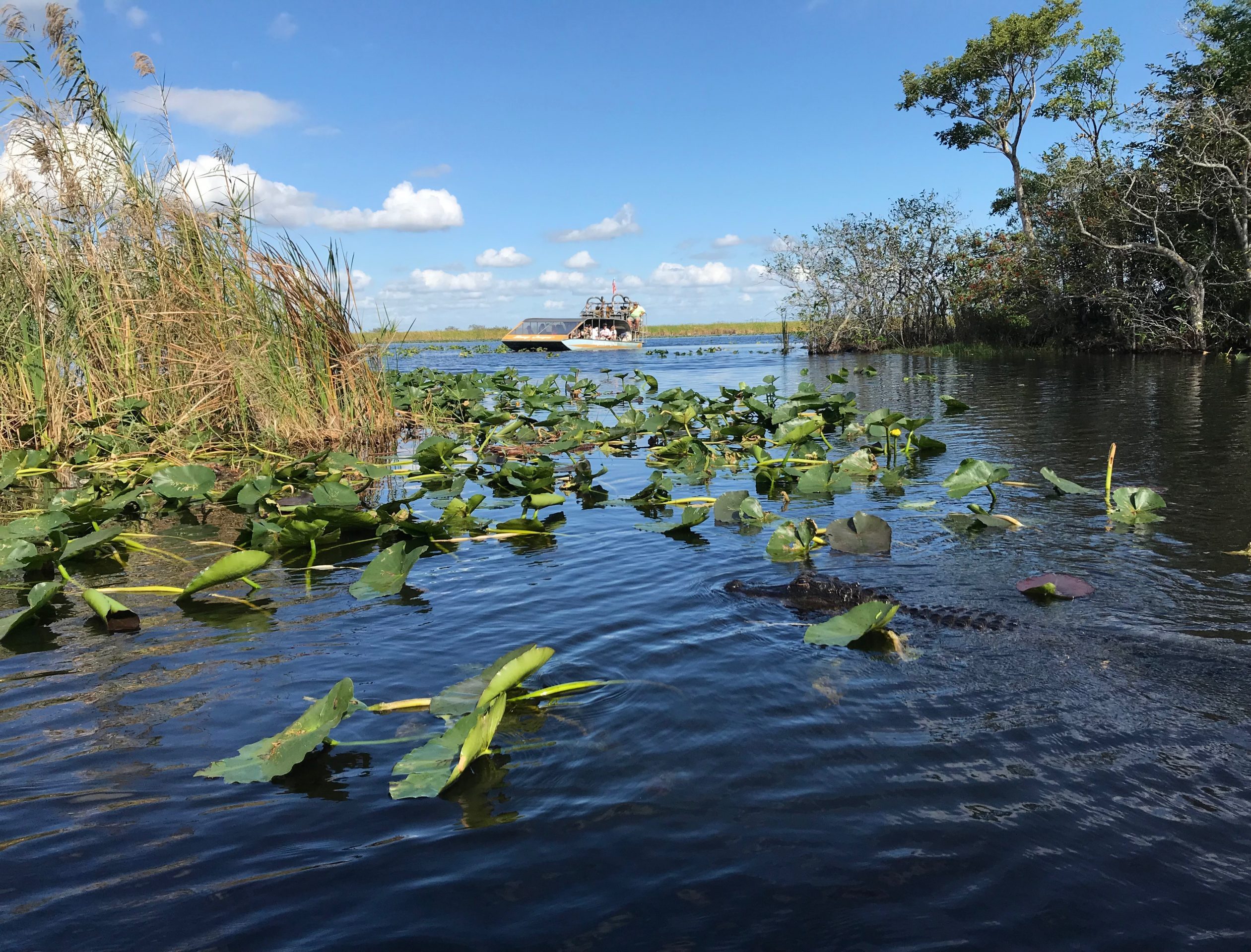 Träsk med krokodil i Everglades