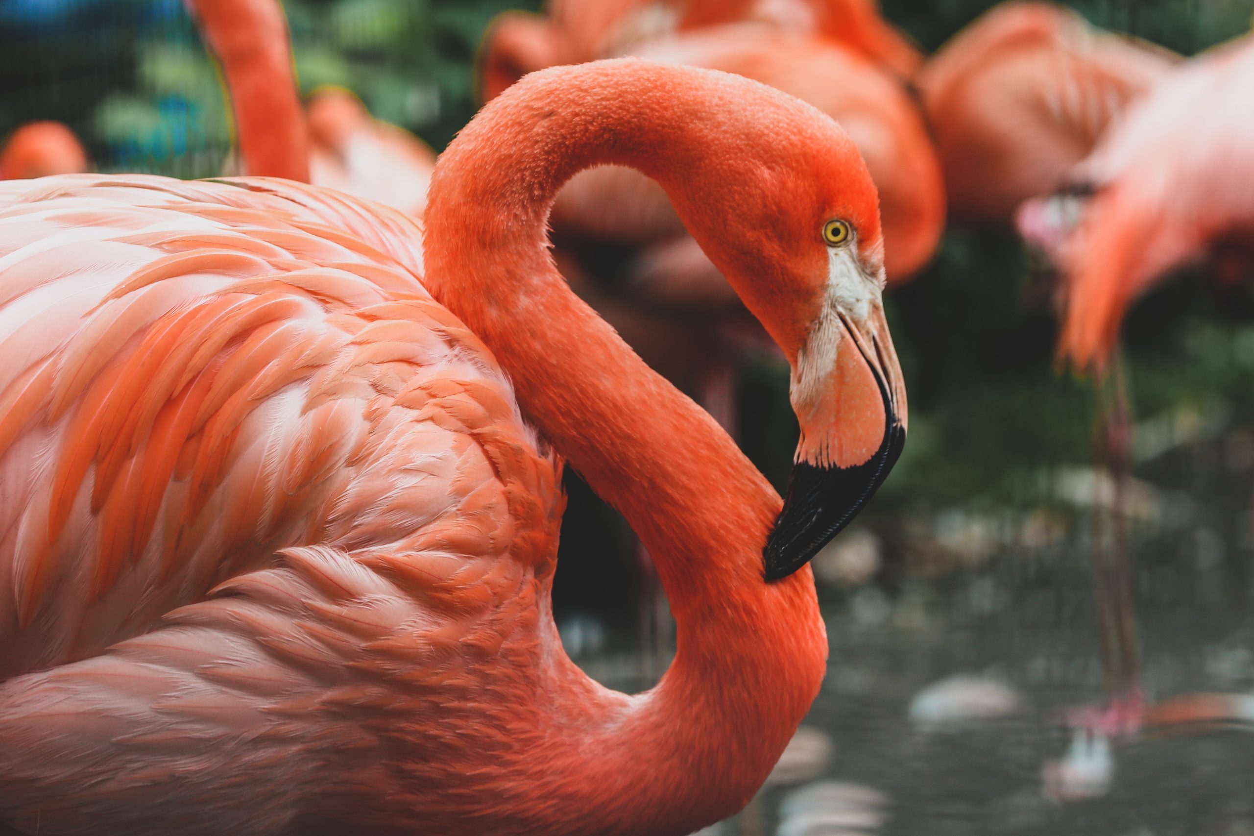 Flamingos på Bonaire