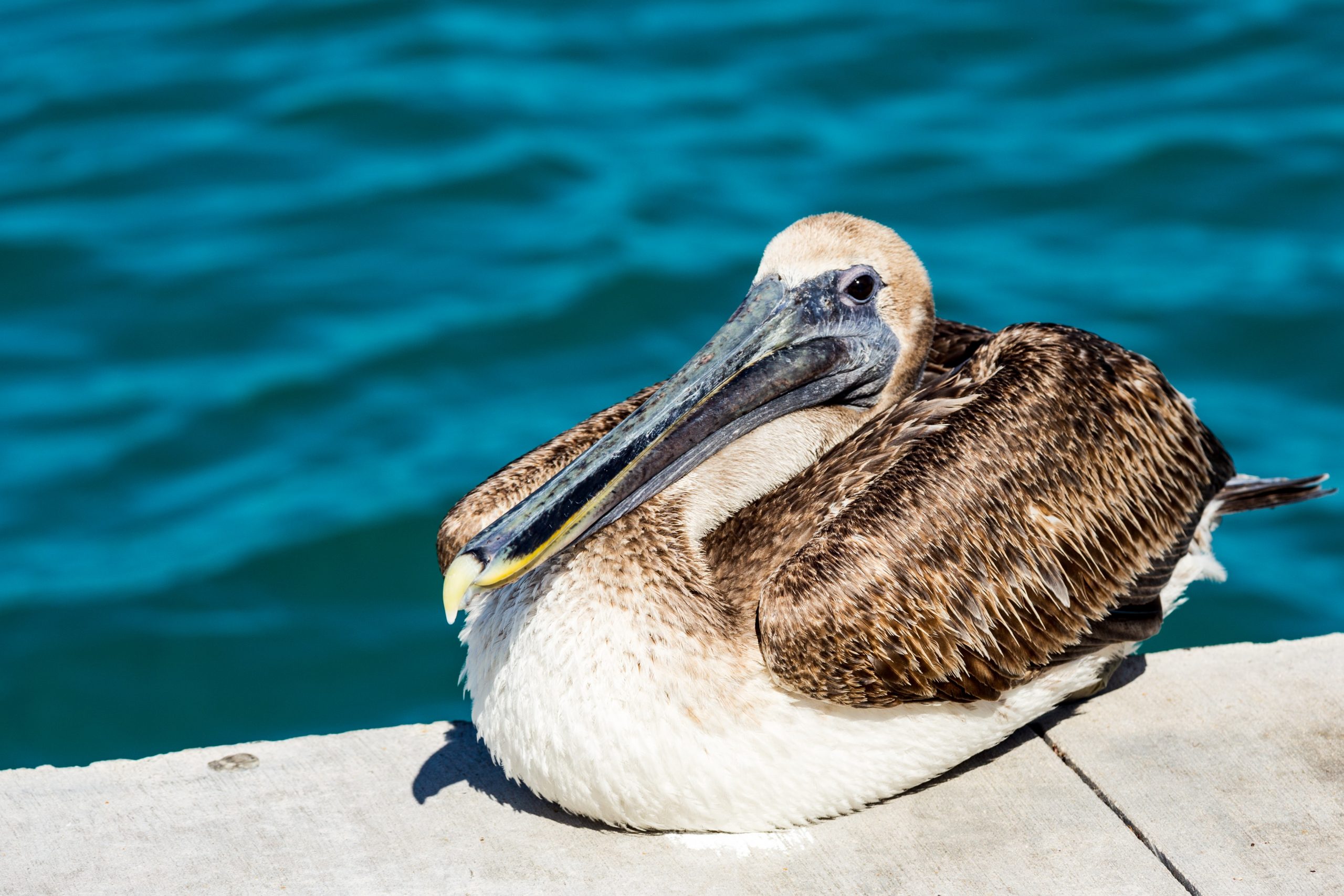 Fågel i Grand Cayman