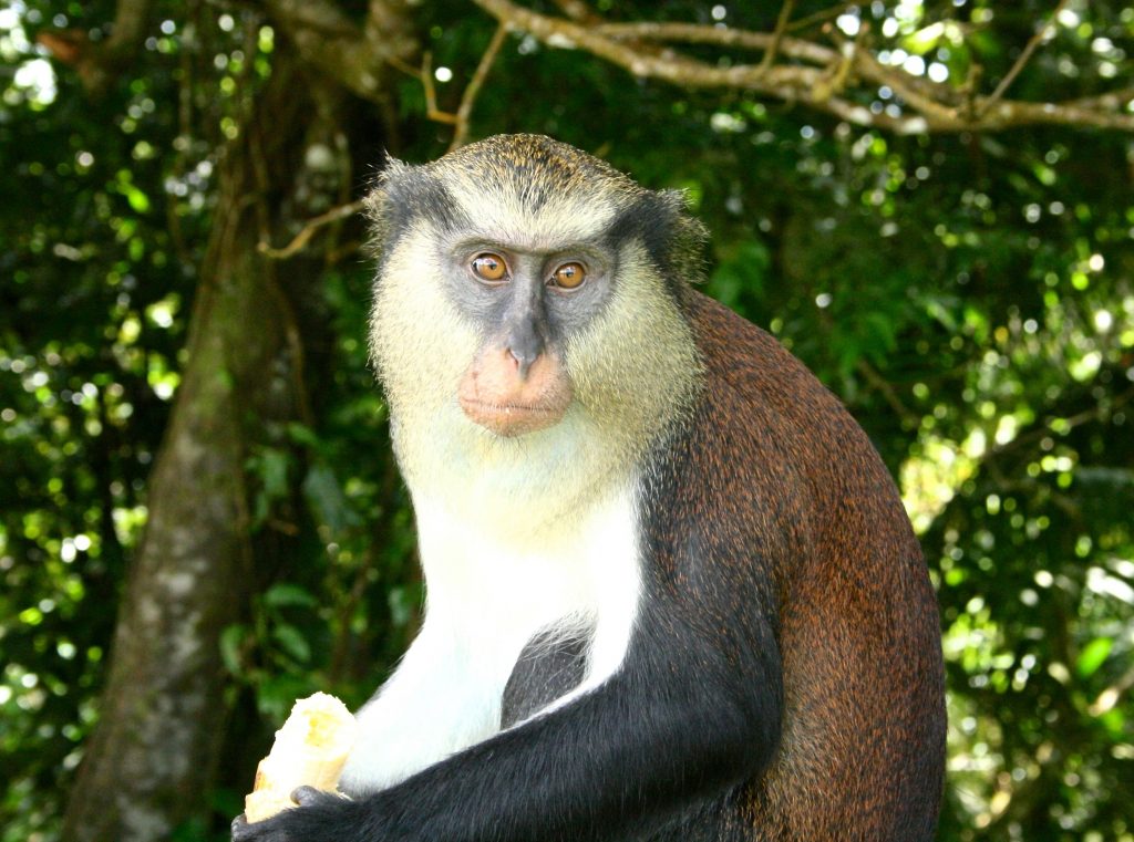 Grenada wildlife