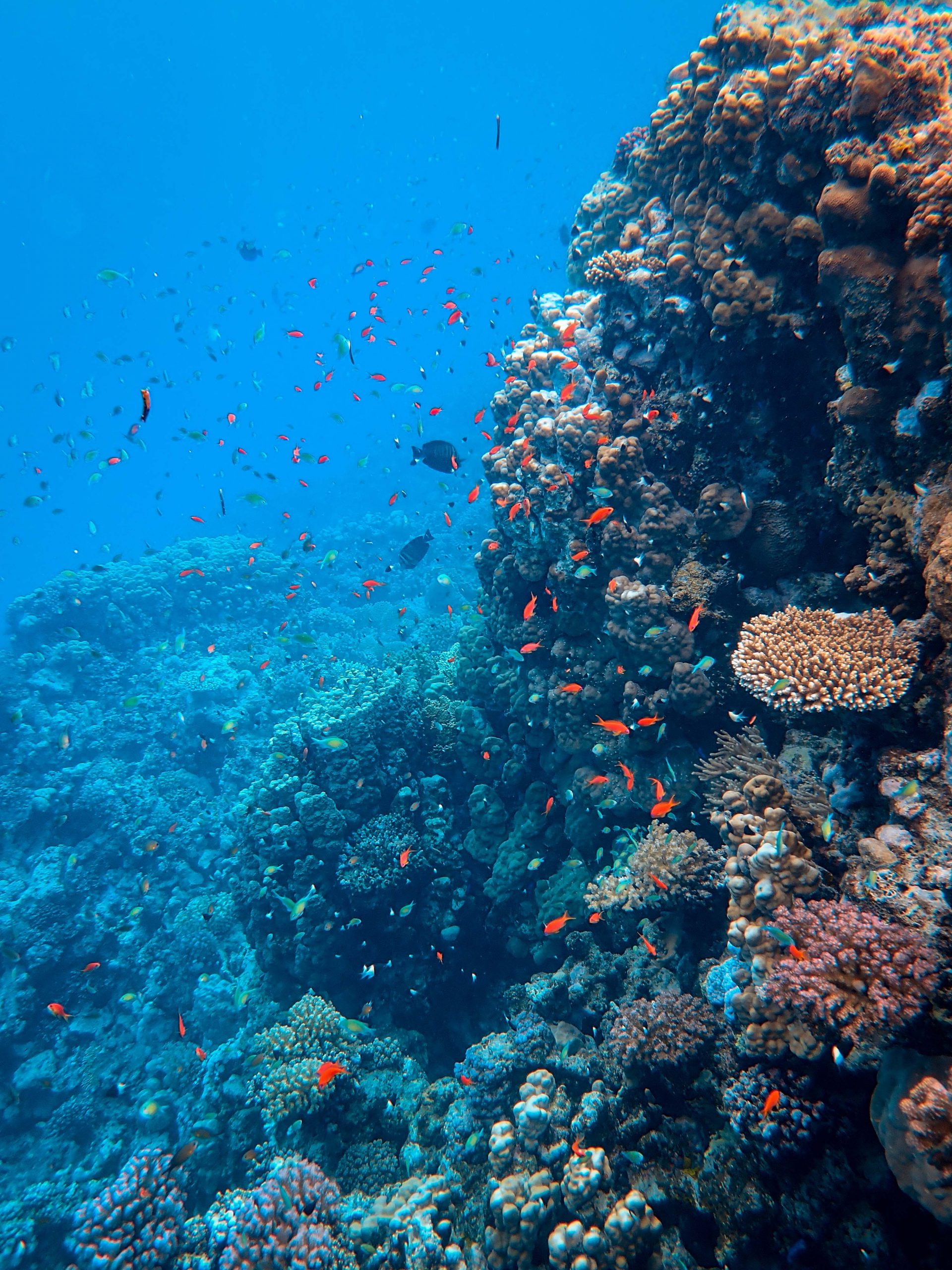 Korallrev i havet utanför Bonaire