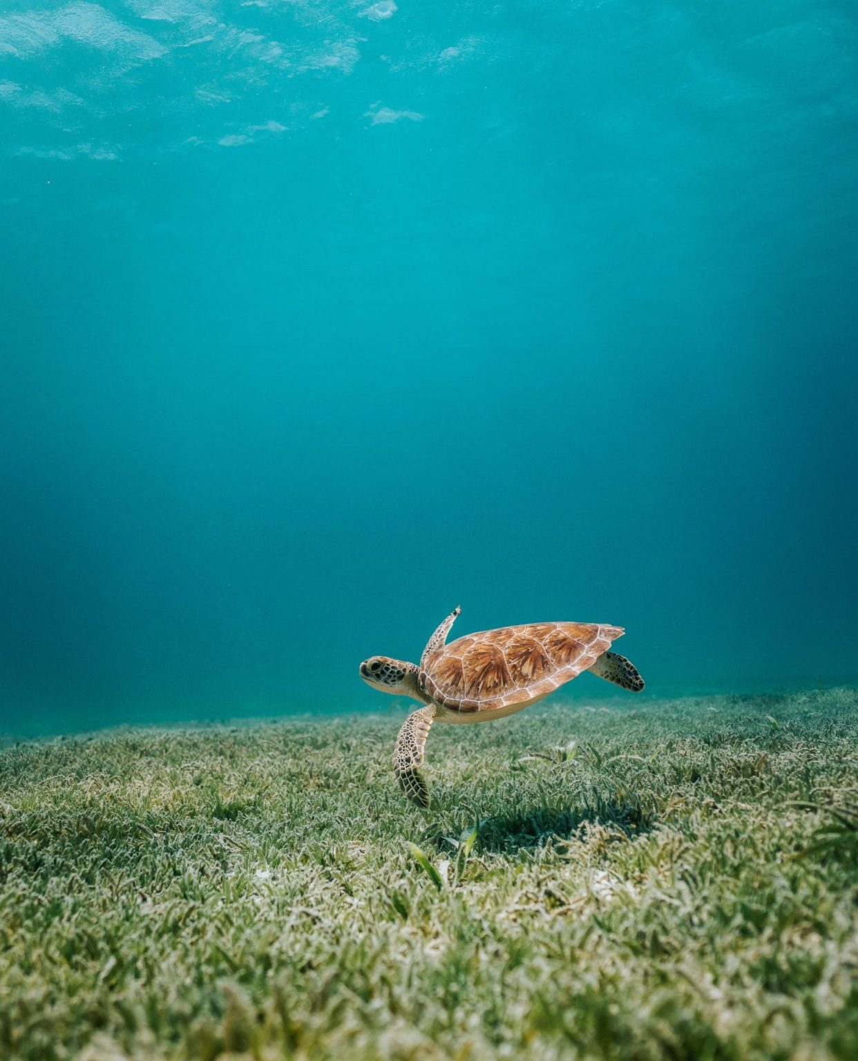 Liten sköldpadda i havet utanför Aruba
