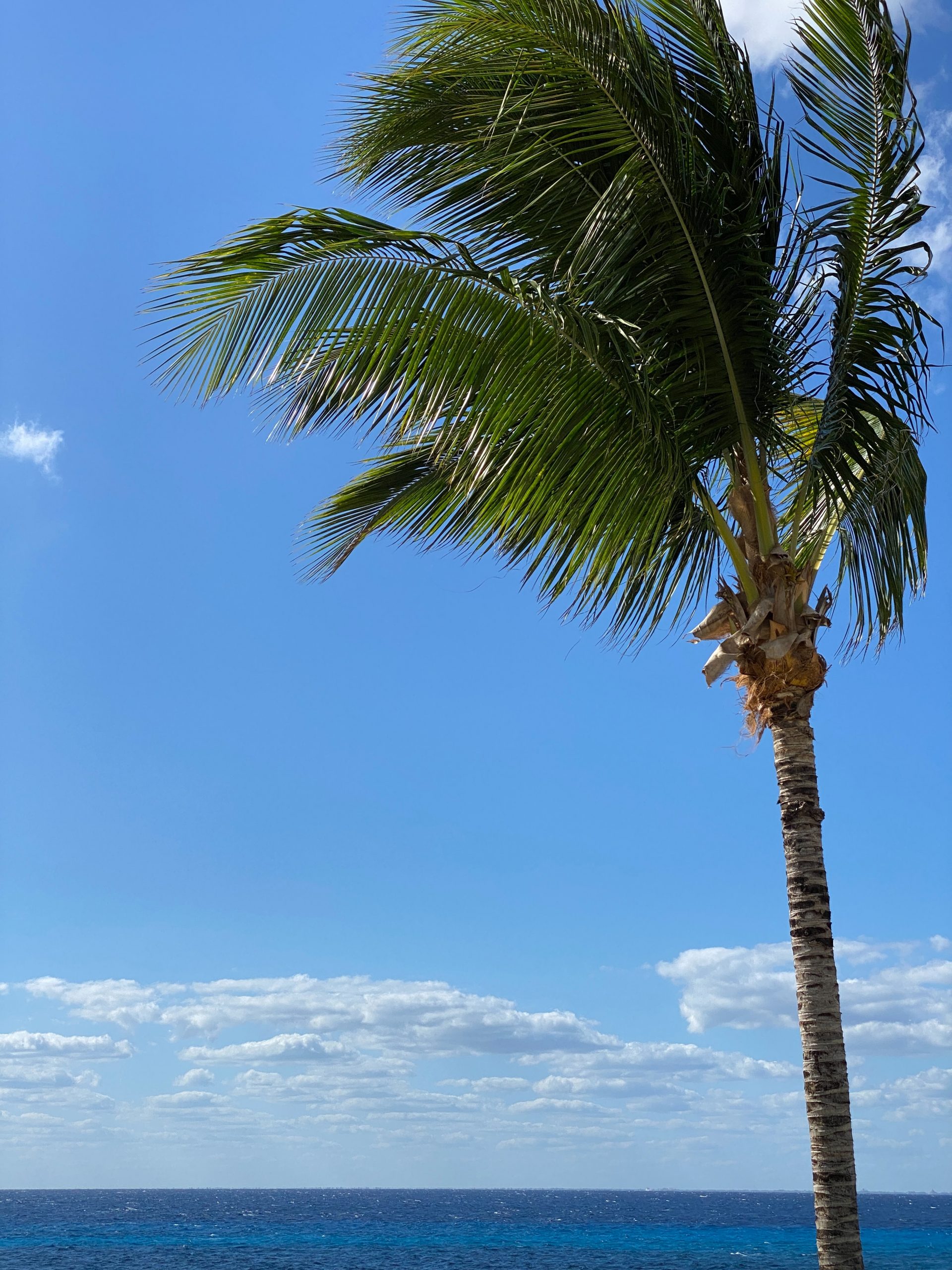 Vajande palm på Cozumel