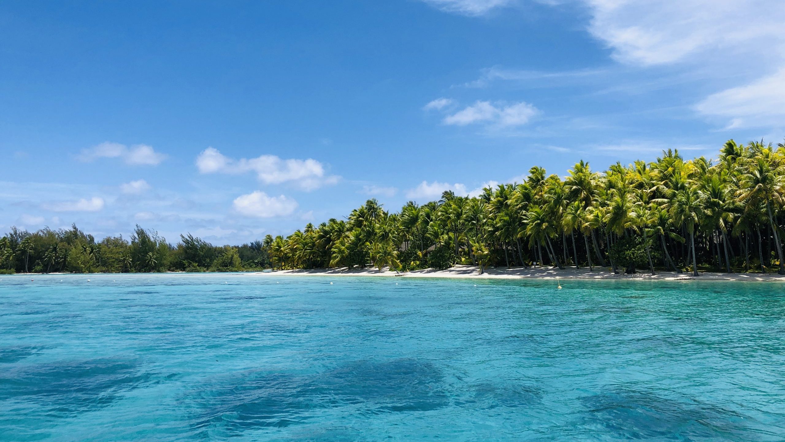 blått hab och gröna växter på ön tahiti