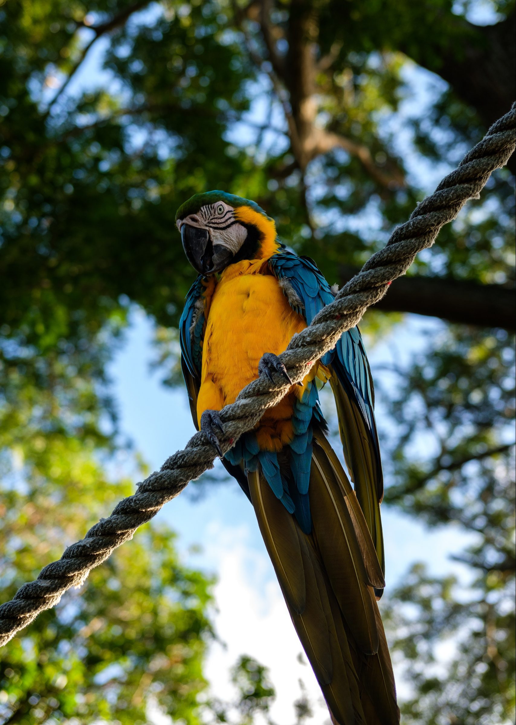 Vacker papegoja i Guadeloupes natur