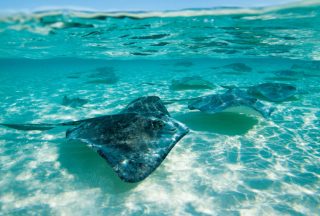 Sothern Stingrays stingrocka som simmar utanför Grand Cayman i Karibien