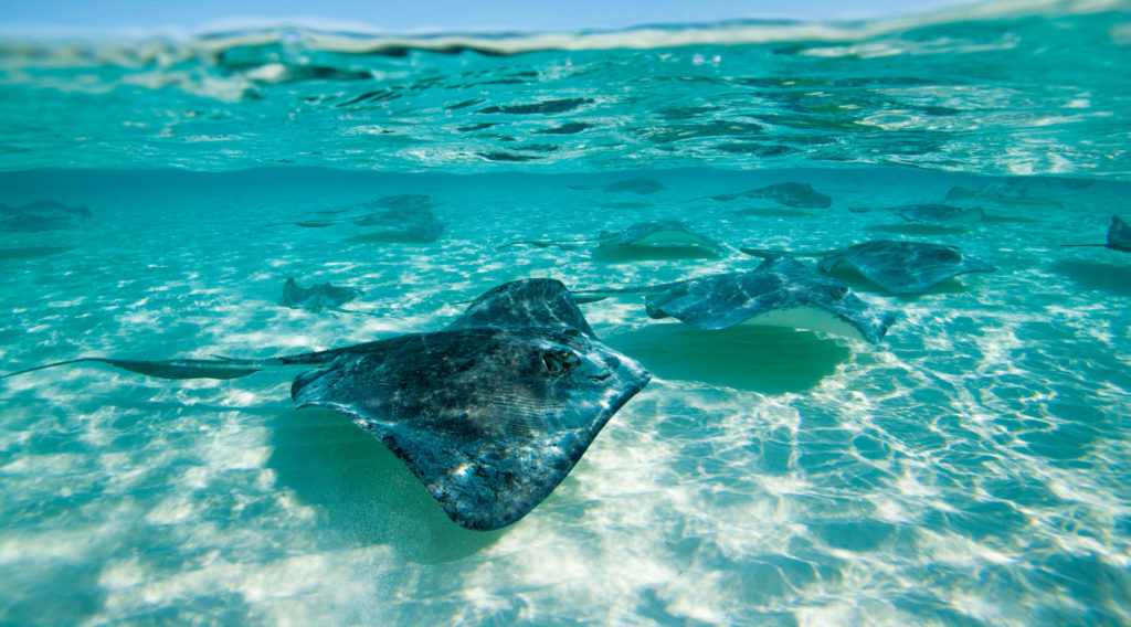 Sothern Stingrays stingrocka som simmar utanför Grand Cayman