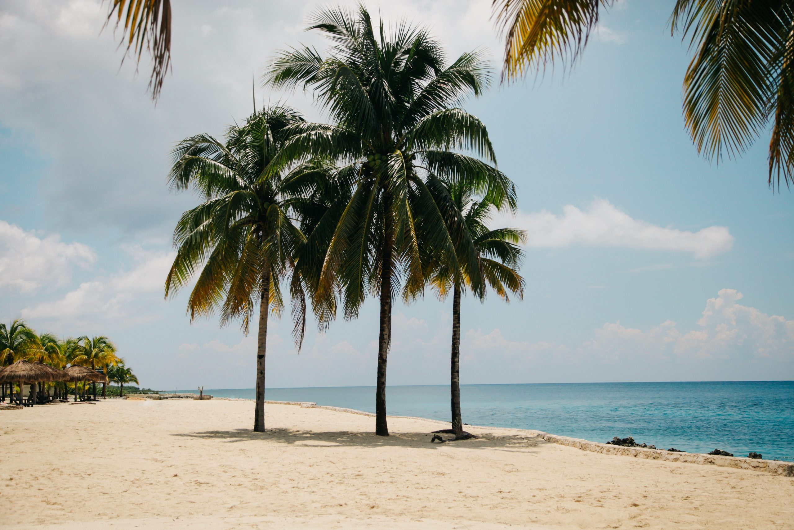 Strand med palmer i Cozumel