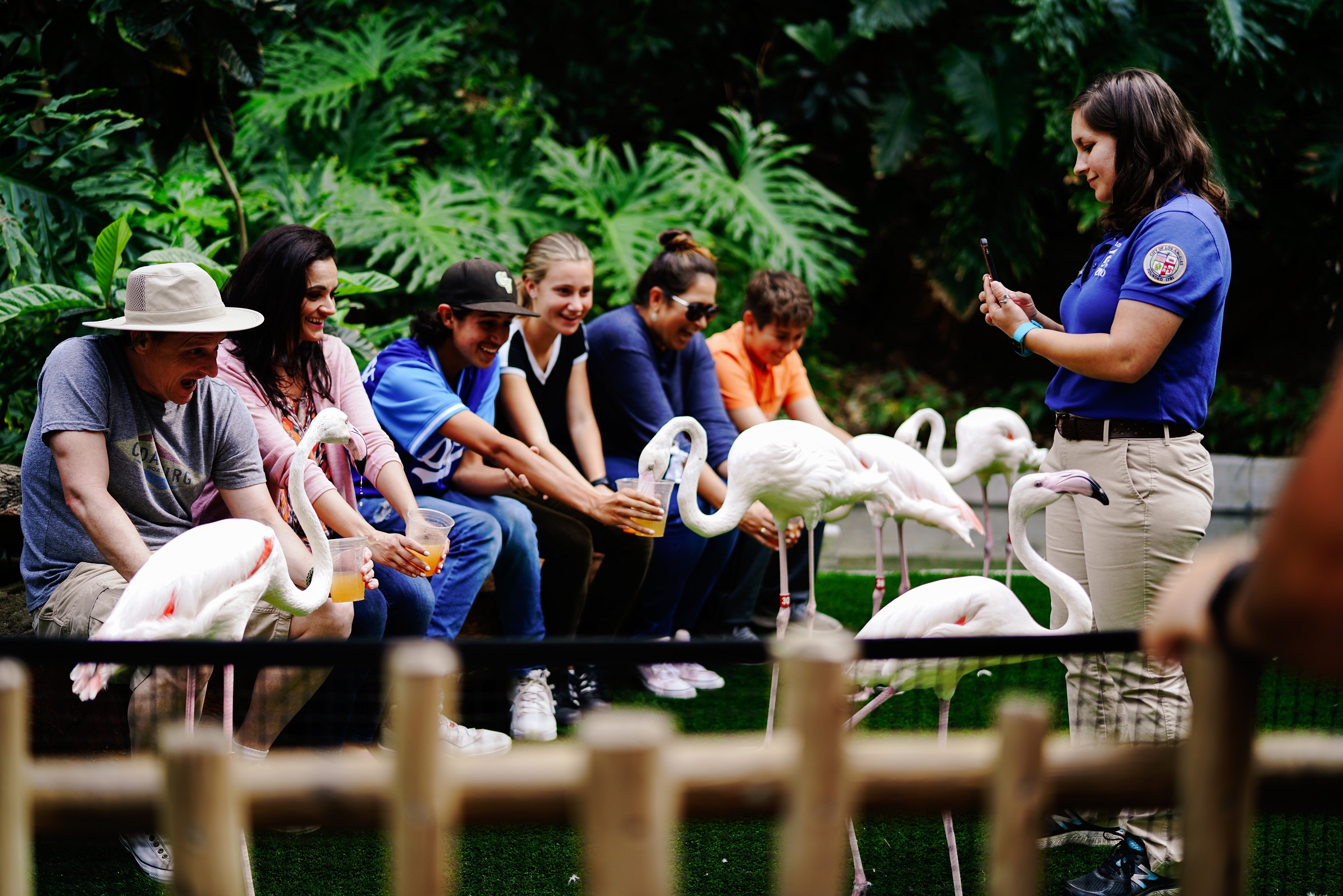 Grupp matar flamingos på zoo