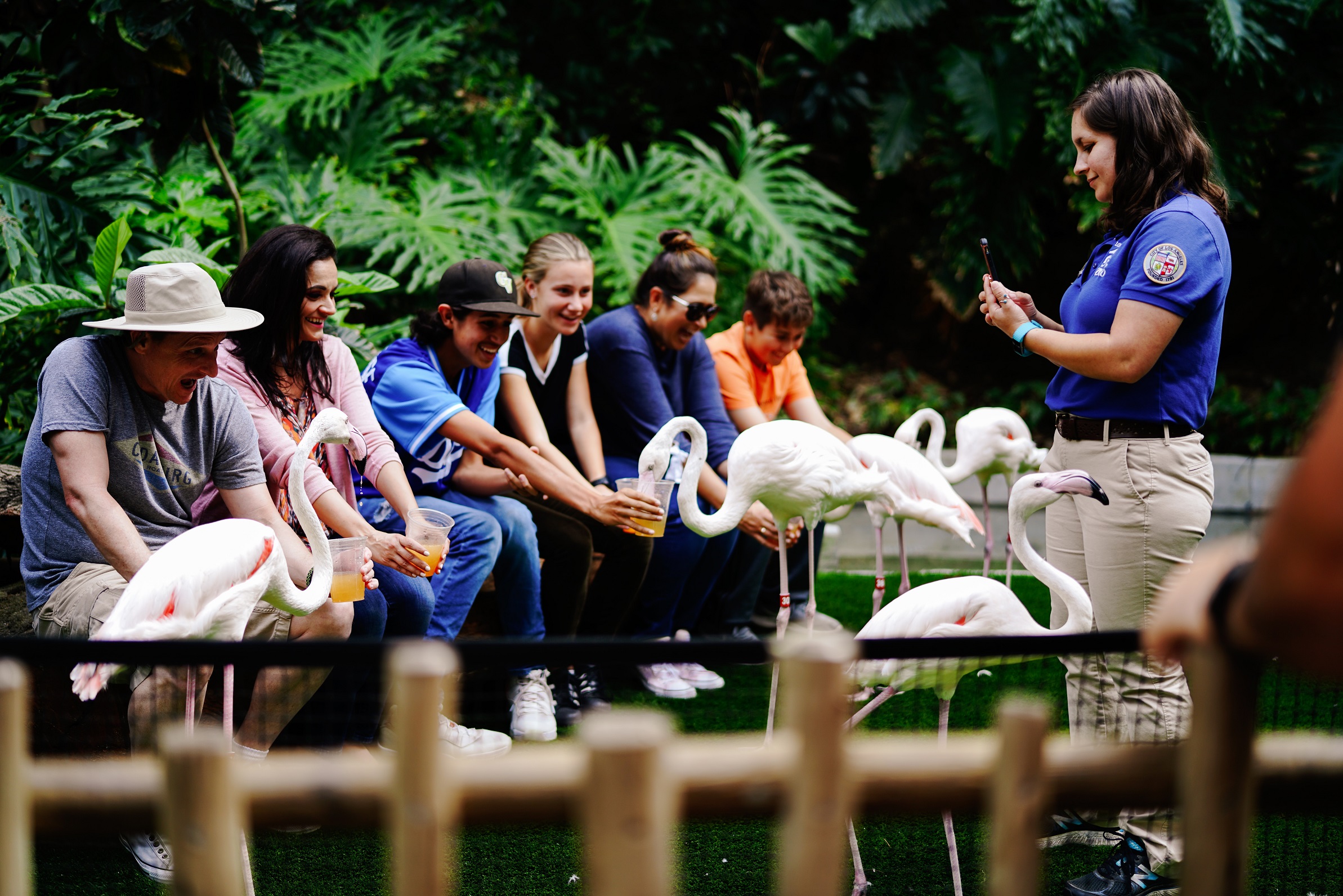 Grupp matar flamingos på zoo