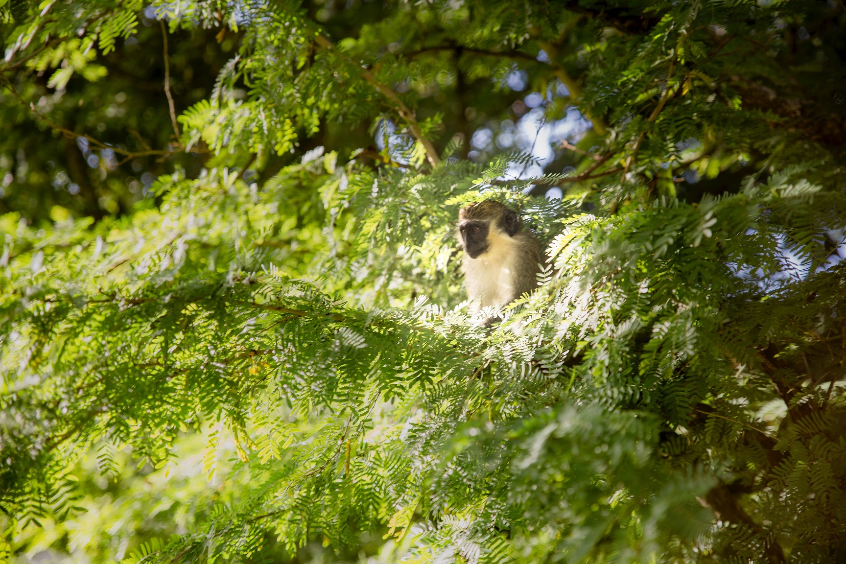 En apa i trädet i Barbados vackra natur 