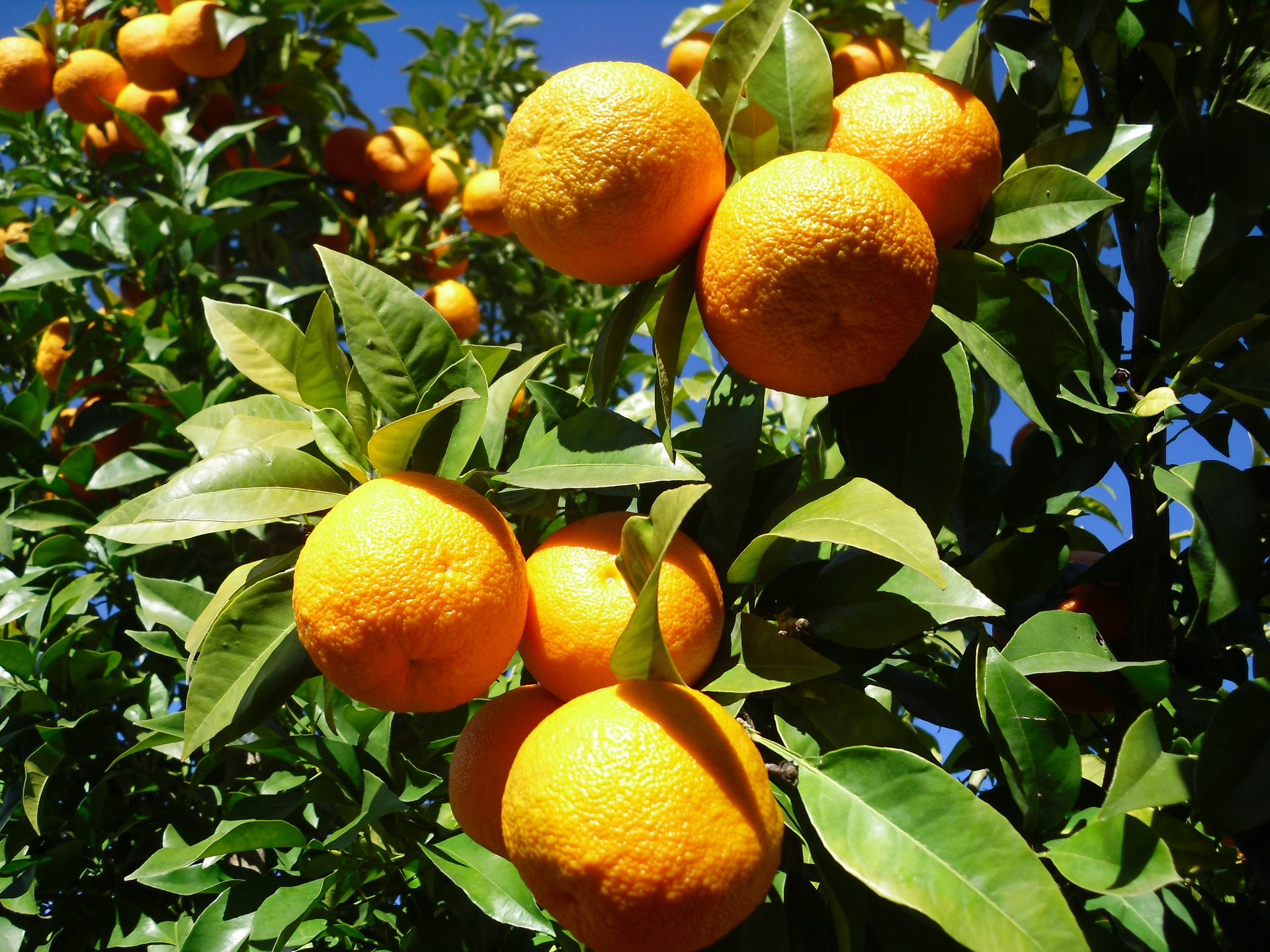 Apelsiner i Sevilla, Spanien