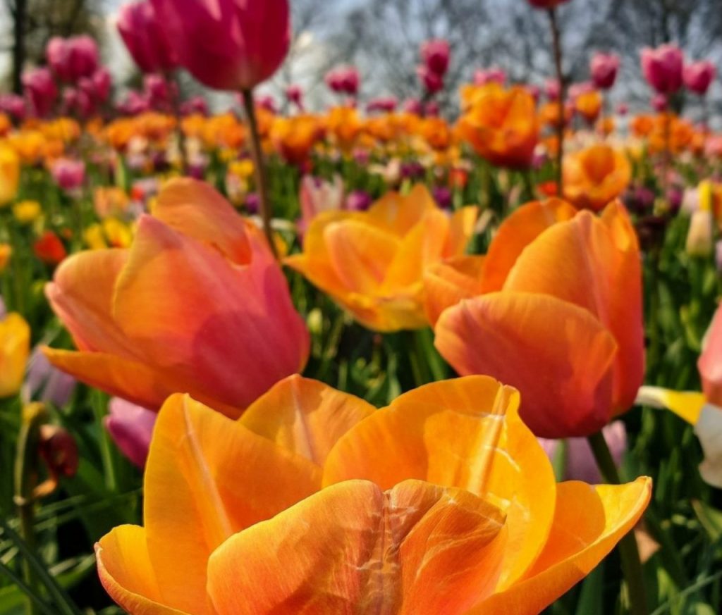 Keukenhof trädgård i Holland