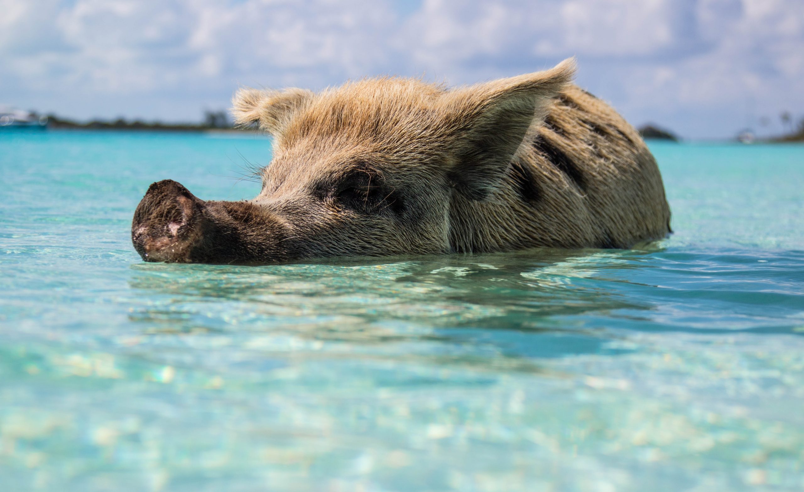 Bahamas-pig.jpg