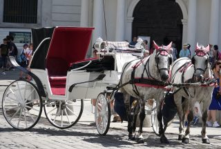 Wien häst och vagn