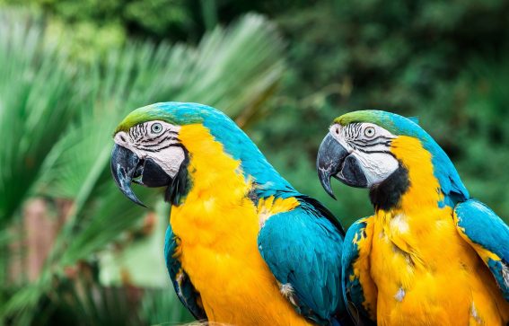Brasiliansk Macaw