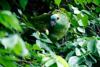 Papegoja Brasilien